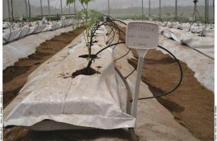 Image of Cultivo protegido do tomateiro em substrato de fibra de casca de coco verde