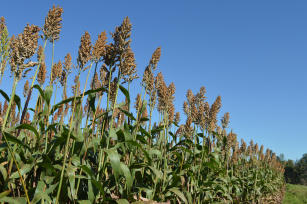 Imagem de Sorgo granífero BRS 380