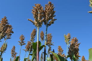 Imagem de Sorgo forrageiro BRS 658