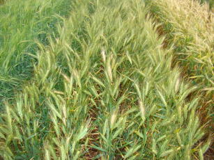 Imagem de Sensibilidade de Pyricularia oryzae Triticum do Brasil a fungicidas carboxamidas, estrobilurinas e triazóis e oportunidades de otimização do manejo químico da brusone do trigo