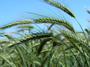 Imagem de Desenvolvimento de cultivares de triticale para a produção de etanol amiláceo adaptadas a Região Sul do Brasil.