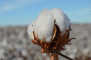 Image of White Cotton - BRS 432 B2RF