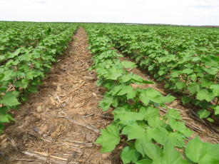 Imagem de Validação do sistema de produção algodão - milho - soja nas condições do médio norte do Mato Grosso