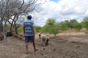 Imagem de Núcleo de Agroecologia para construção de modos de vida sustentáveis no Semiárido