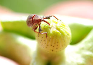 Imagem de Otimização do manejo integrado do bicudo nos sistemas produtivos de algodão do Brasil