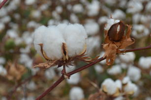 Imagem de Support to strengthening Peruvian cotton cropping by improving competitiveness in family farming production systems