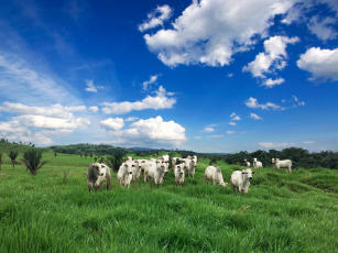 Imagem de Monitoramento do distúrbio da microbiota de solos amazônicos durante a conversão da floresta a pasto e suas consequências sobre saúde animal