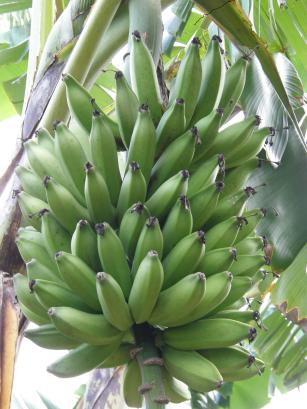 Image of Banana BRS Vitória