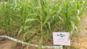 Image of Corn BRS 4104