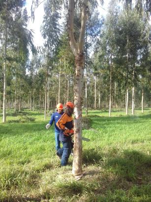 Image of SisCedro - Sistema de Manejo de Cedro autraliano