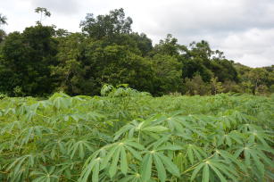 Image of Recommendation of conservationist agriculture and its practices for the Vale do Juruá (Acre, Brazil)