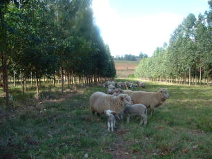 Image of SisILPF_Elliottii - Software for managing Pinus elliottii as part of integrated crop-livestock-forest systems