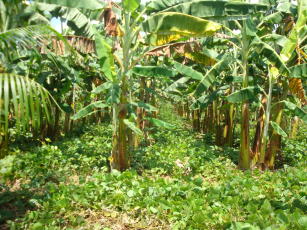 Imagem de Banco de sementes de adubos verdes para fortalecimento da fruticultura orgânica no Piauí