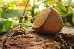 Imagem de Bioprodutos à base de óleos da Floresta Amazônica para tratamento fungicida em sementes de leguminosas-pulse destinadas a sistemas orgânicos e familiares de produção