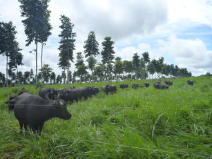 Image of SisILPF_Mogno - Software for managing African mahogany as part of integrated crop-livestock-forest systems