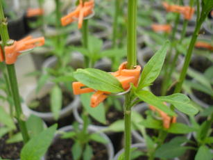 Image of Hybrid rootstock for bell pepper BRS Acará