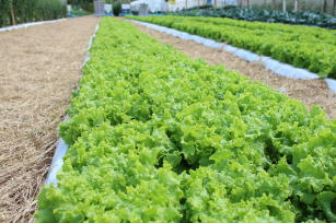 Image of BRS Mediterrânea Lettuce