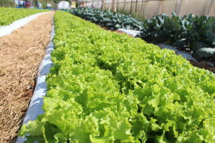 Image of BRS Leila Lettuce