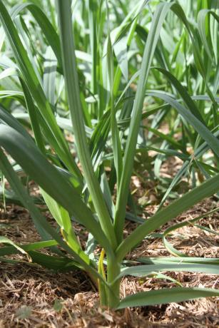 Image of Virus-Free Garlic Seed Production