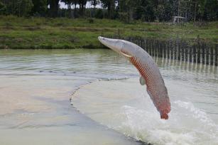 Image of Arapaima gigas genetic sexing test – Individual PCR test to identify the sex of the fish.