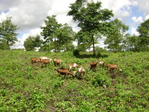 Image of Sistemas Integrados Caatinga