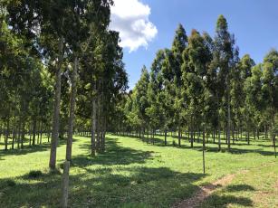 Image of SisILPF-Eucalipto - software for managing eucalyptus in integrated crop-livestock-forest systems