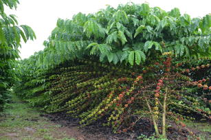 Image of Robusta Amazônico – Cultivar híbrida de café - BRS 1216