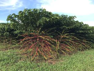 Image of Robusta Amazônico – Cultivar híbrida de café – BRS 2299