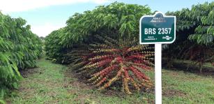 Image of Robusta Amazônico – Cultivar híbrida de café – BRS 2357