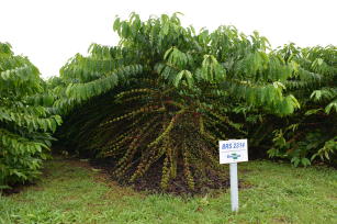 Image of Robusta Amazônico – Cultivar híbrida de café – BRS 2314