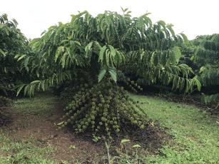 Image of Robusta Amazônico – Cultivar híbrida de café – BRS 2336