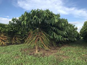 Image of Robusta Amazônico – Cultivar híbrida de café – BRS 3137