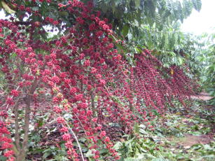 Image of Robusta Amazônico – Cultivar híbrida de café – BRS 3193