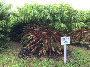 Image of Robusta Amazônico – Cultivar híbrida de café – BRS 3210