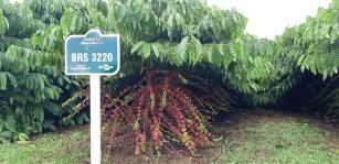 Image of Robusta Amazônico – Cultivar híbrida de café – BRS 3220