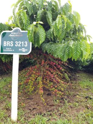 Image of Robusta Amazônico – Cultivar híbrida de café – BRS 3213