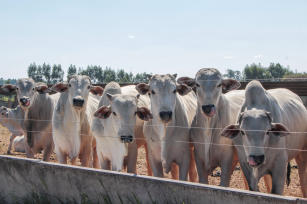 Imagem de Variações no perfil de metilação genômica relacionadas à maciez da carne e à eficiência alimentar em bovinos da raça Nelore