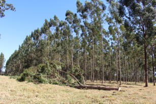 Image of Planin - Planejamento Florestal Integrado