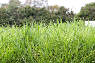 Imagem de Inoculante para pastagem consorciada de brachiaria e leguminosas forrageiras contendo bactérias fixadoras de nitrogênio e promotoras de crescimento