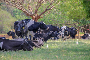 Imagem de Desenvolvimento de Teste Laboratorial Portátil (TLP) para detecção de Staphylococcus em leite de vacas e ovelhas