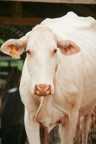 Image of Técnicas para identificar bovinos com características desejáveis de qualidade de carne