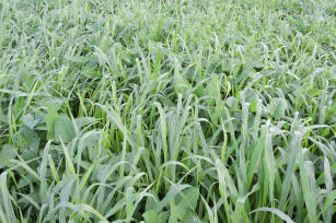 Image of Gravataí System - Brachiaria-cowpea intercropping for pastures in Integrated Crop-Livestock (ICL) systems