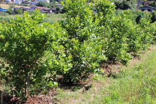 Image of Manejo-Matte - App for the diagnosis of planted yerba-mate groves