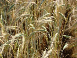 Imagem de Triticale BRS Surubim