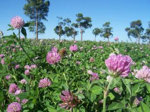 Image of Red clover cultivar – URS BRS Mesclador