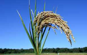 Image of Arroz BRS A502