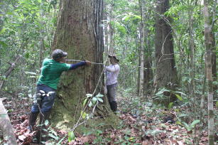 Image of BoManejo: software dor forest managers