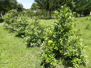 Image of Yerba mate cloning