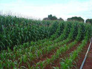 Image of Recomendação de adubação para correção da disponibilidade de fósforo combinando adubação corretiva com fosfatos naturais e adubação de manutenção com fertiliza