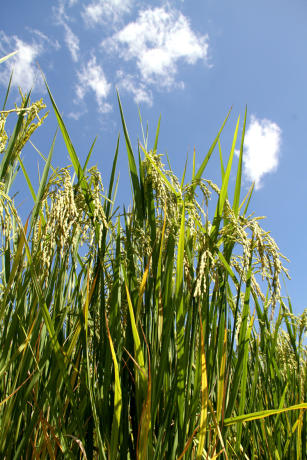 Image of Cultivo de arroz irrigado orgânico no Rio Grande do Sul